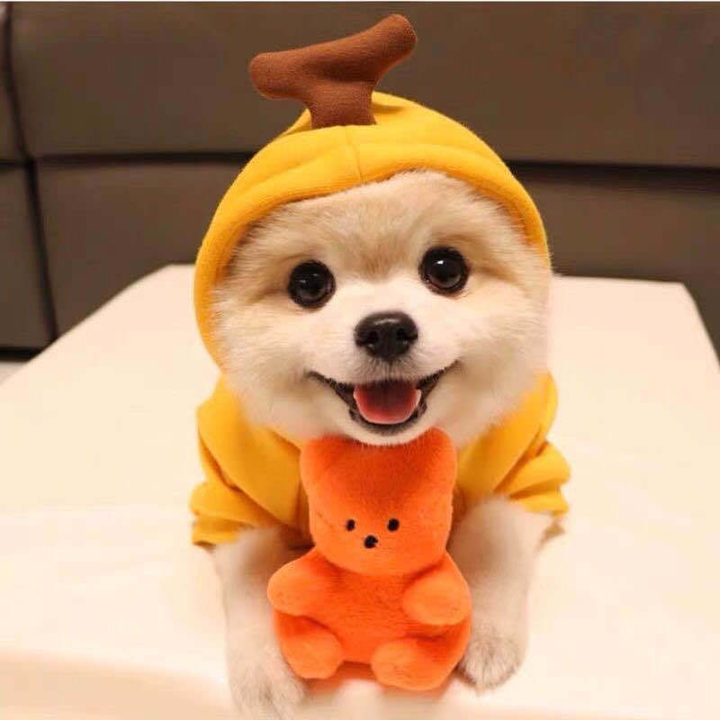Cute Fruit Dog Clothes For Small Dogs Hoodies Winter Warm