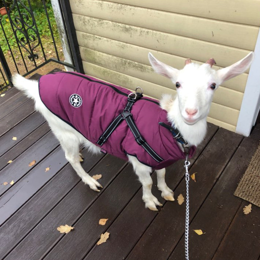 Waterproof Dog Clothes Winter Dog Coat With Harness Warm
