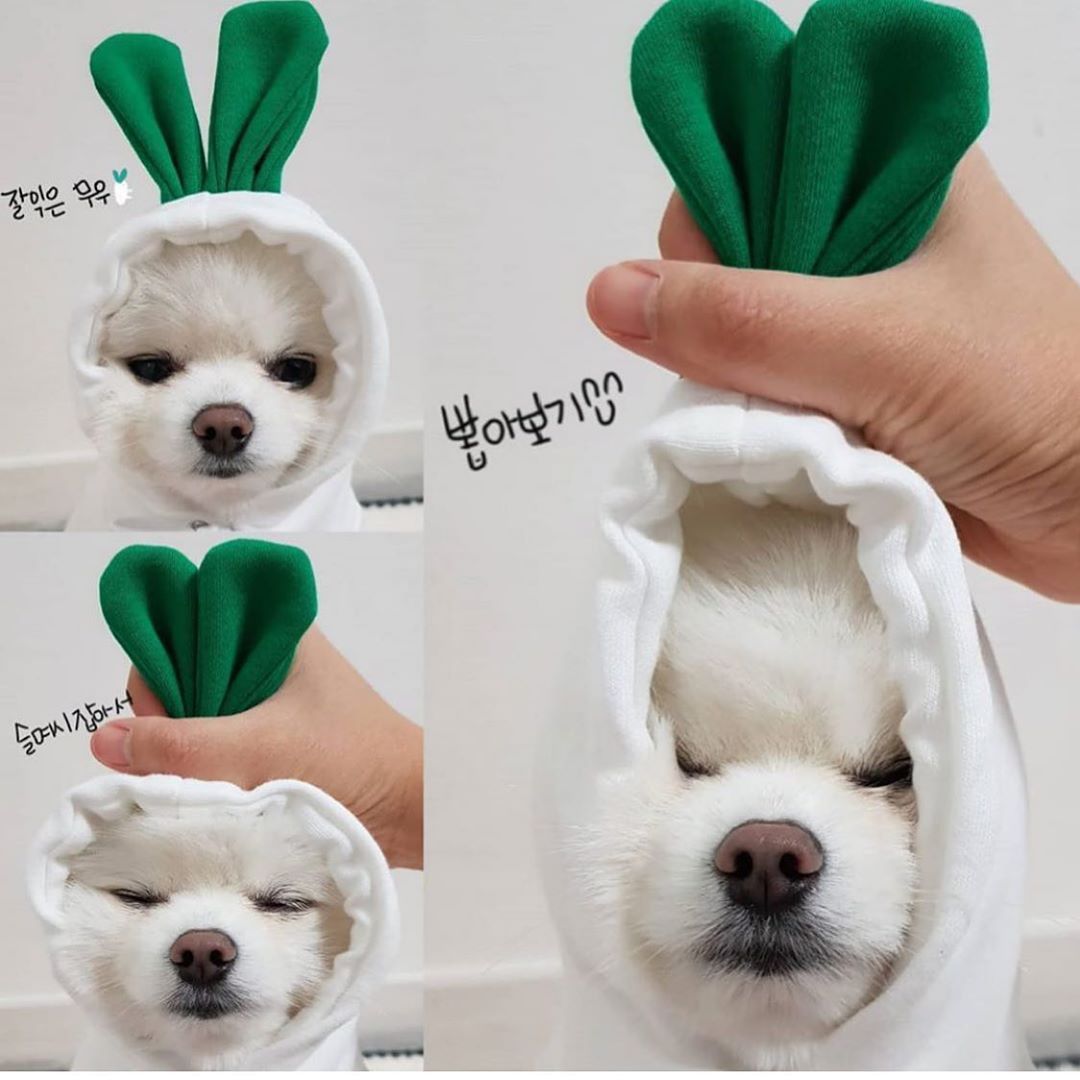 Cute Fruit Dog Clothes For Small Dogs Hoodies Winter Warm