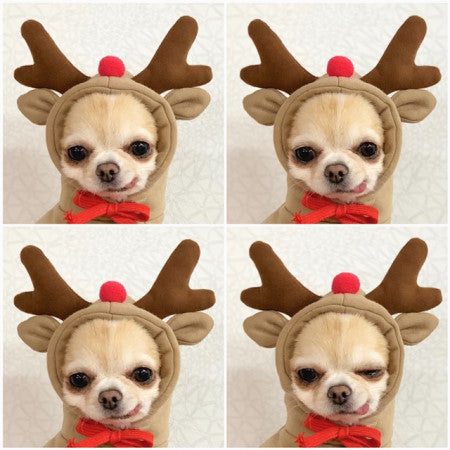 Cute Fruit Dog Clothes For Small Dogs Hoodies Winter Warm