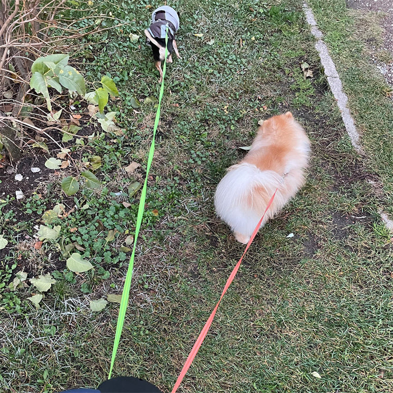 Retractable Dog Leash For Small Dogs Reflective Dual Leash